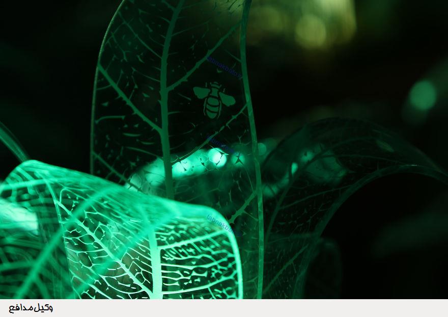 خلق گیاهان همیشه سبز در تاریکی